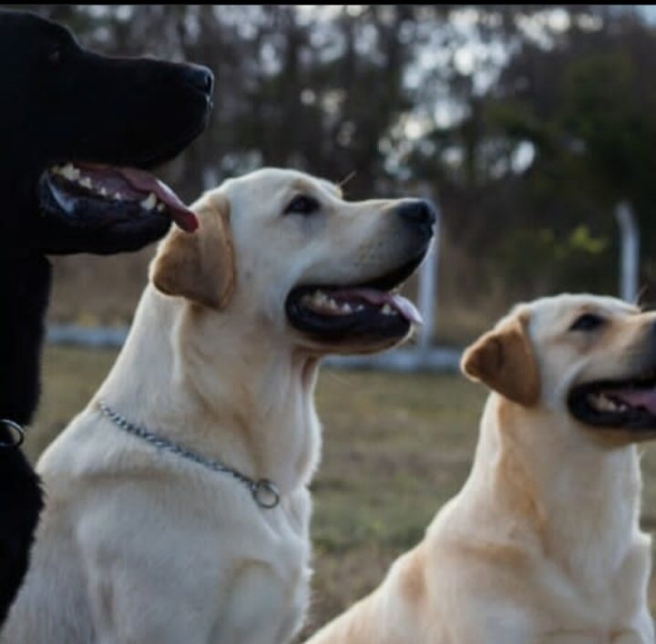 cão-guia em várias cores