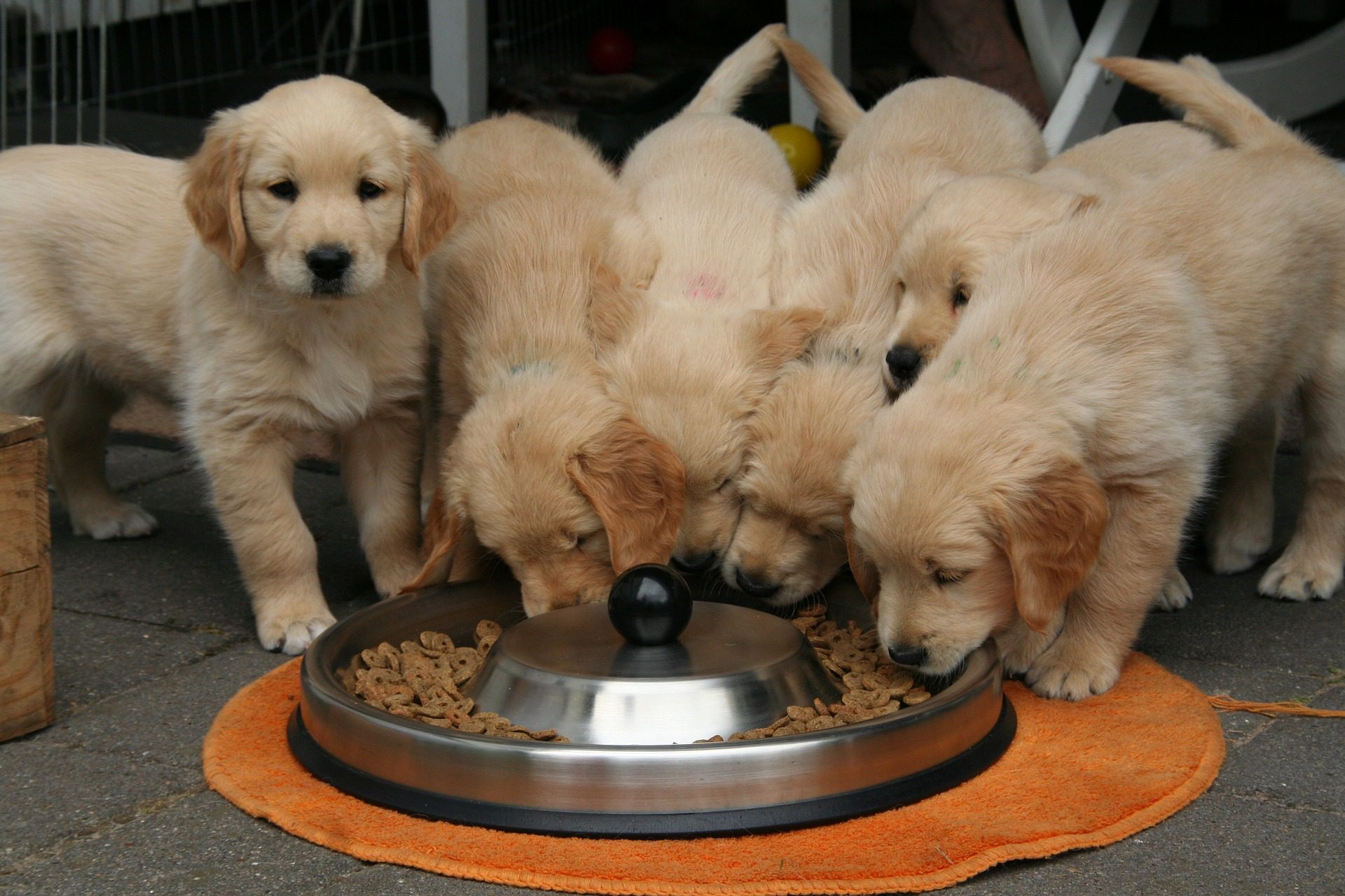 fotografia de cachorros comendo ração em tigela de alumínio