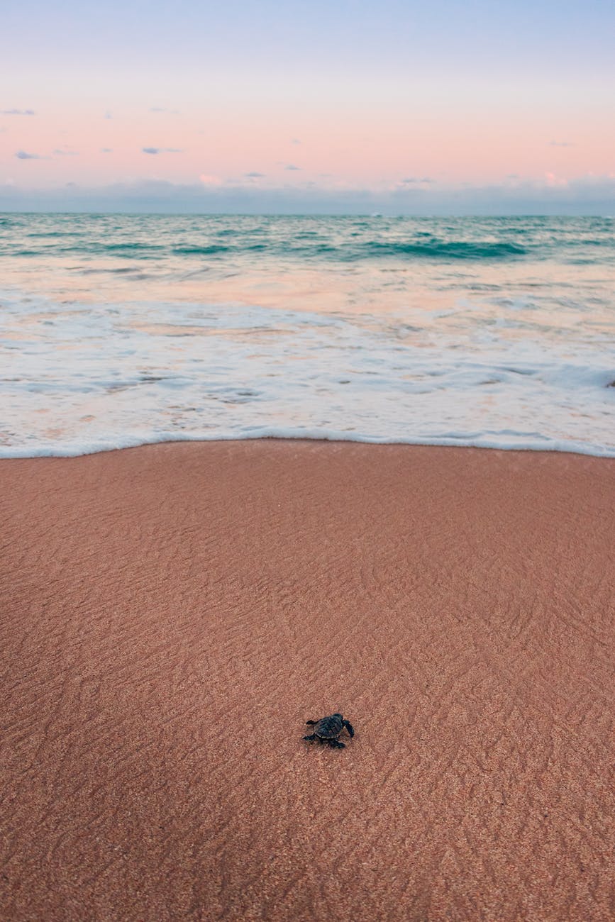 photo of sea turtle crawling on beach