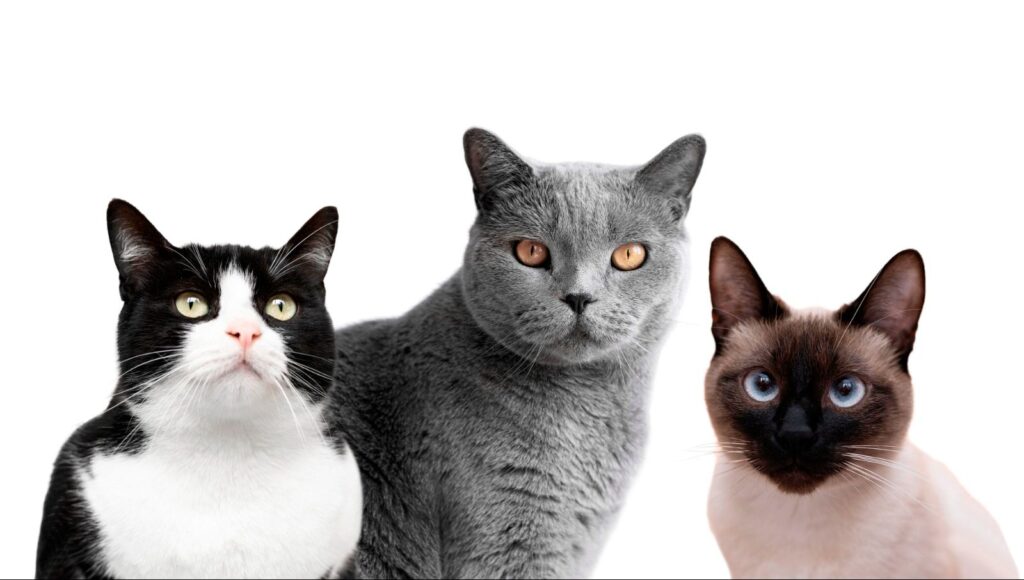 3 diferentes gatinhos. Um preto e branco, um cinza e outro siamês
