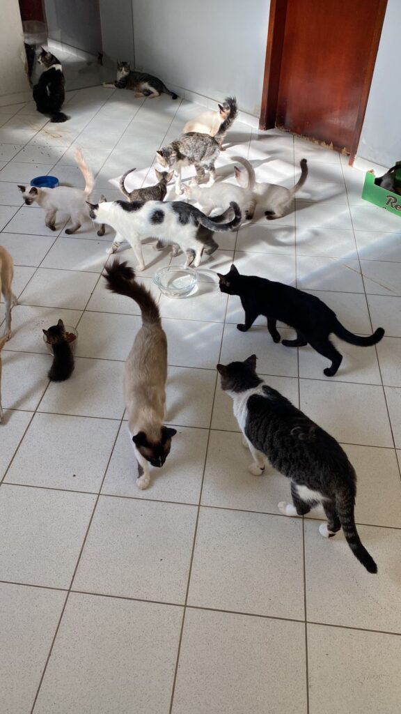 Diversos gatinhos de várias cores em uma sala