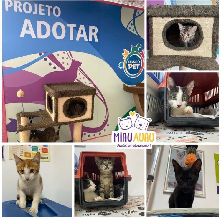 Diversos gatinhos para adoção 