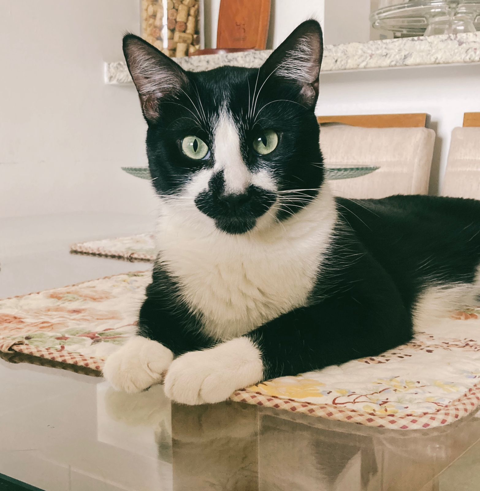 Gatinho preto e branco deitado