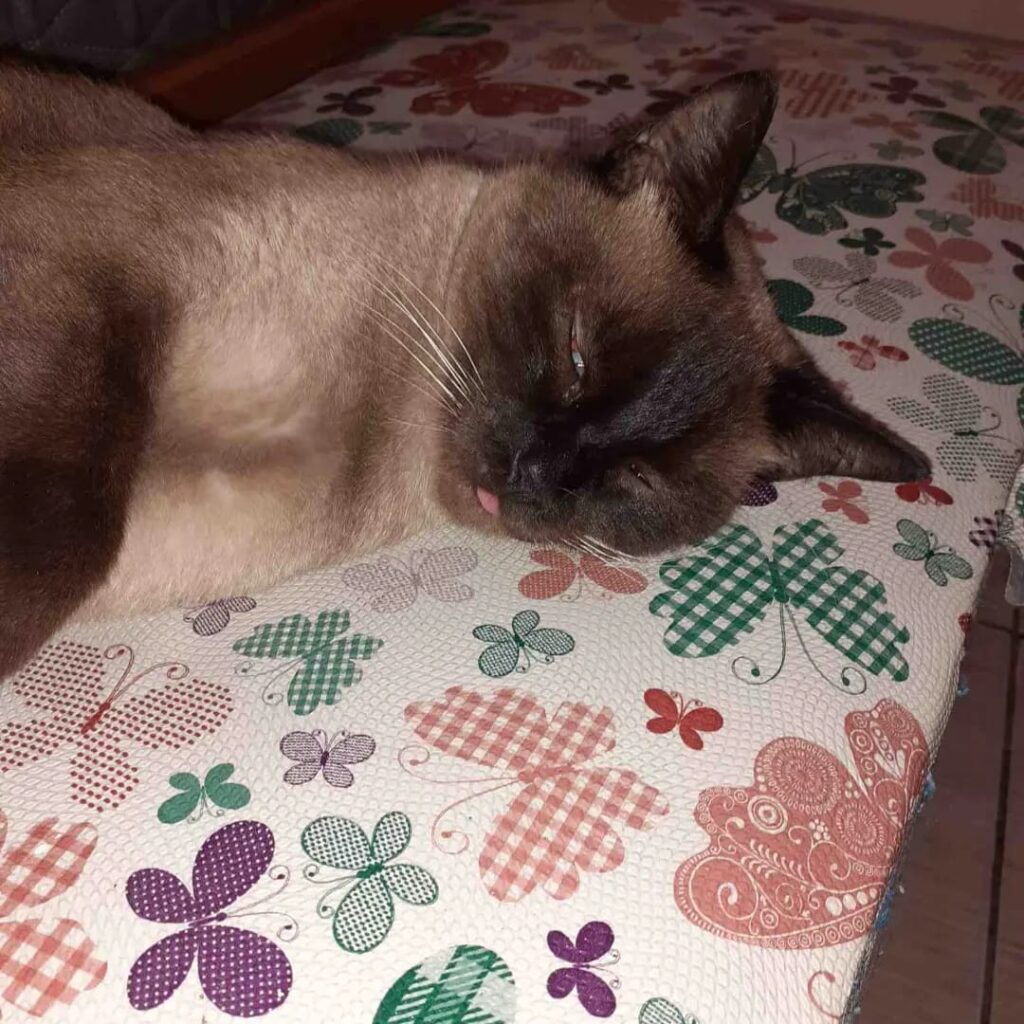 Gatinha siamesa deitada em uma cama com a língua de fora