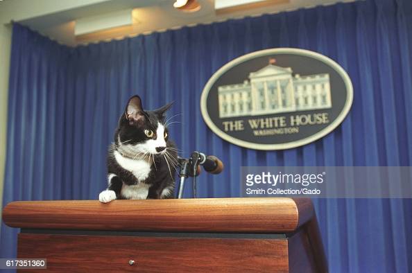 Socks Clinton, o "Primeiro-gatinho" dos EUA deitado em cima de uma mesa da Casa Branca