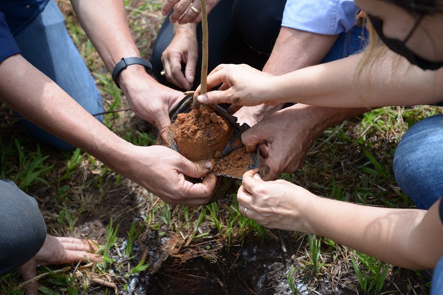 Virada Ambiental: projeto da UFG visa reverter os danos do desmatamento no Cerrado