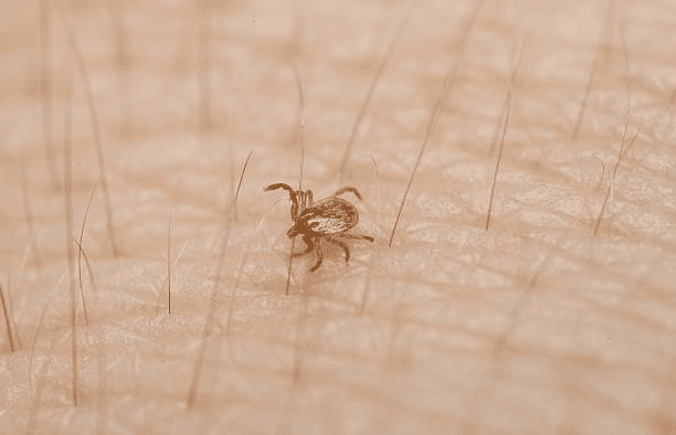 Reprodução: Pixabay