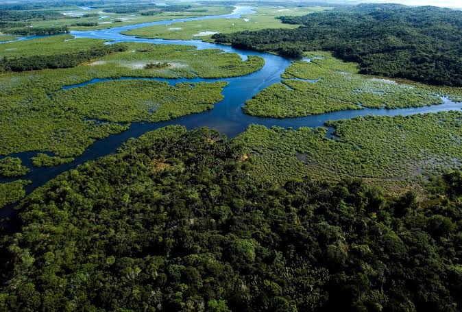 Redução da área florestal do Brasil: impactos aos biomas e ameaça à biodiversidade
