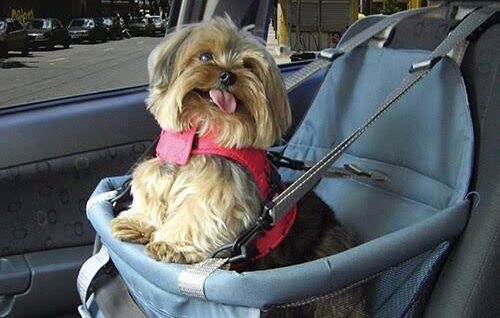 Animal em cadeirinha de transporte
