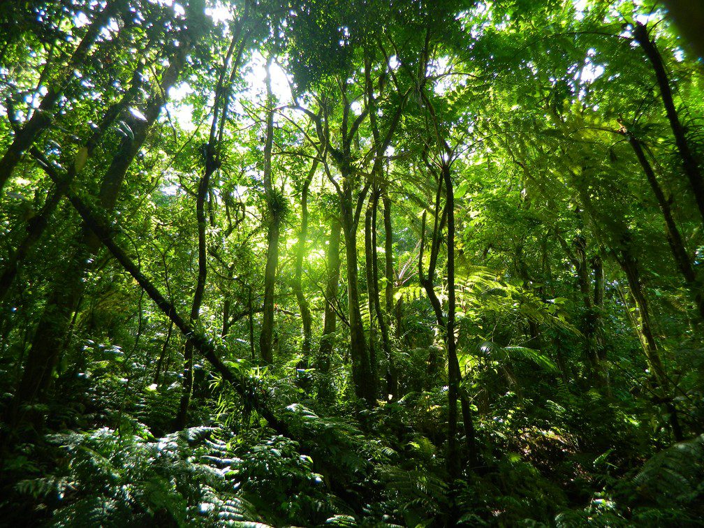 Redução da área florestal do Brasil: impactos aos biomas e ameaça à biodiversidade