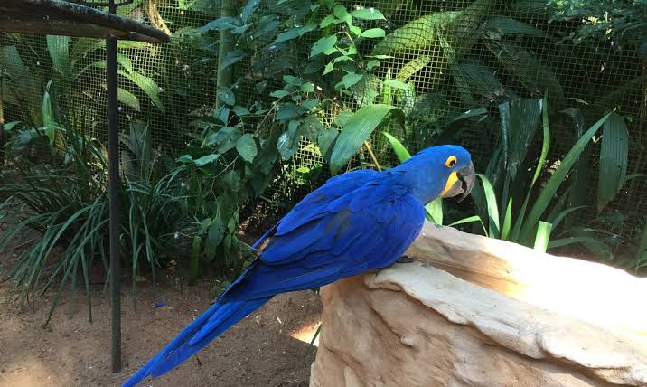 Redução da área florestal do Brasil: impactos aos biomas e ameaça à biodiversidade