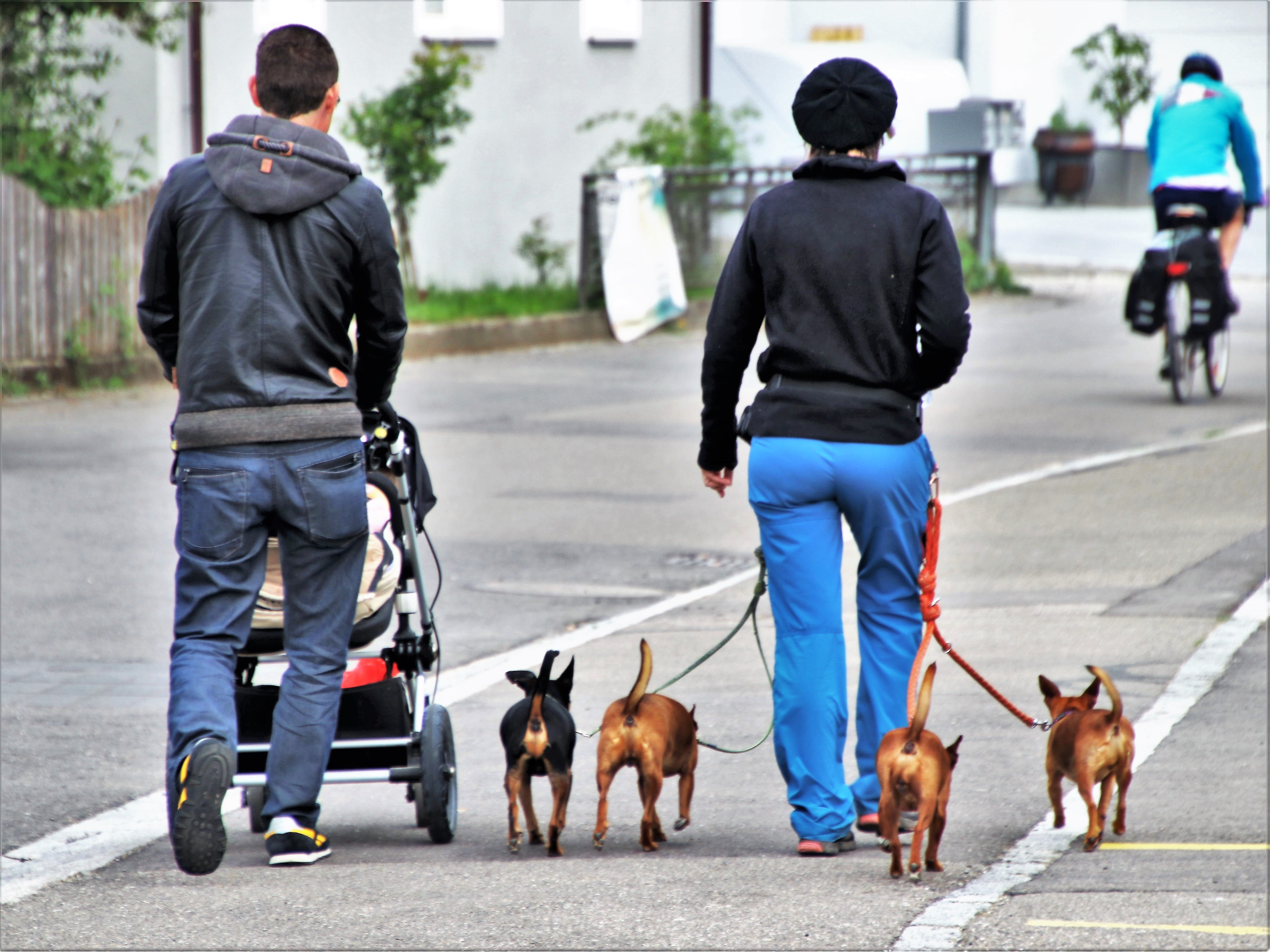 Pessoas caminham com animais de estimação.