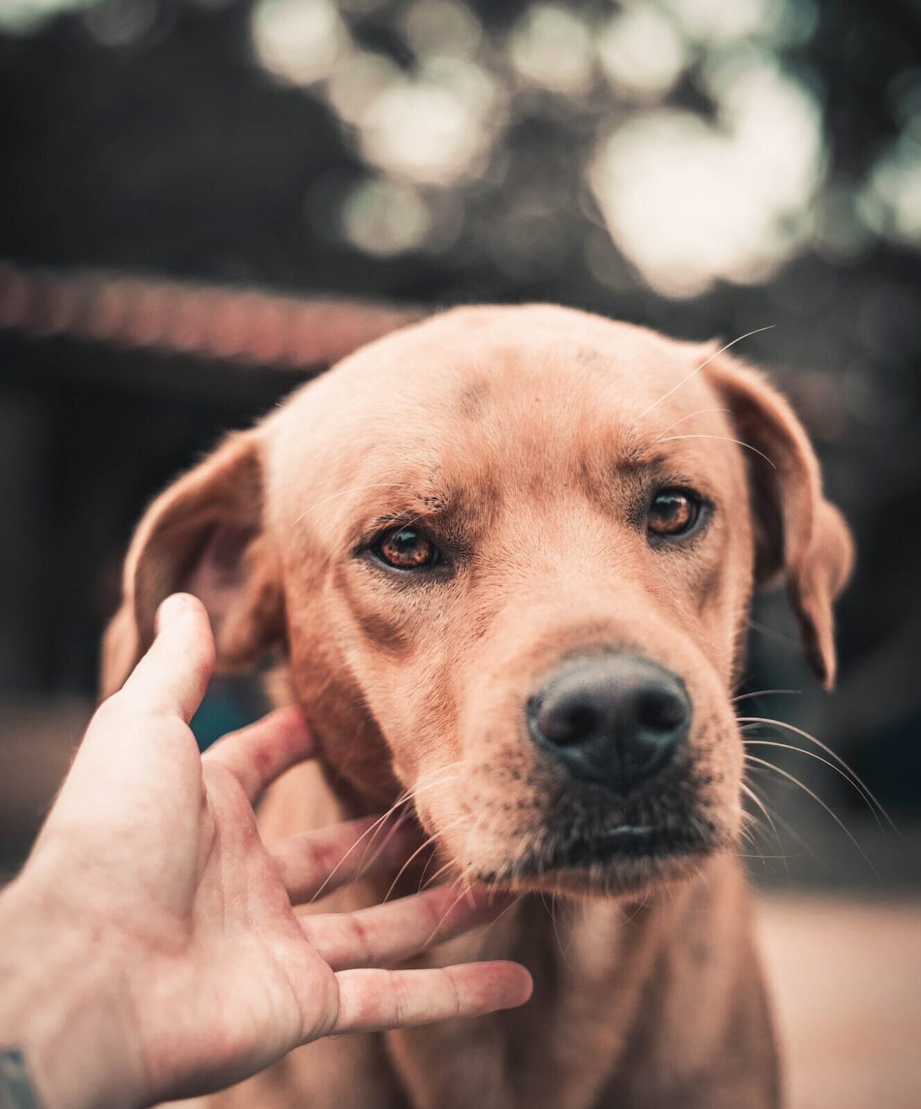 Brown Short Coated Dog on Selective Focus Photography