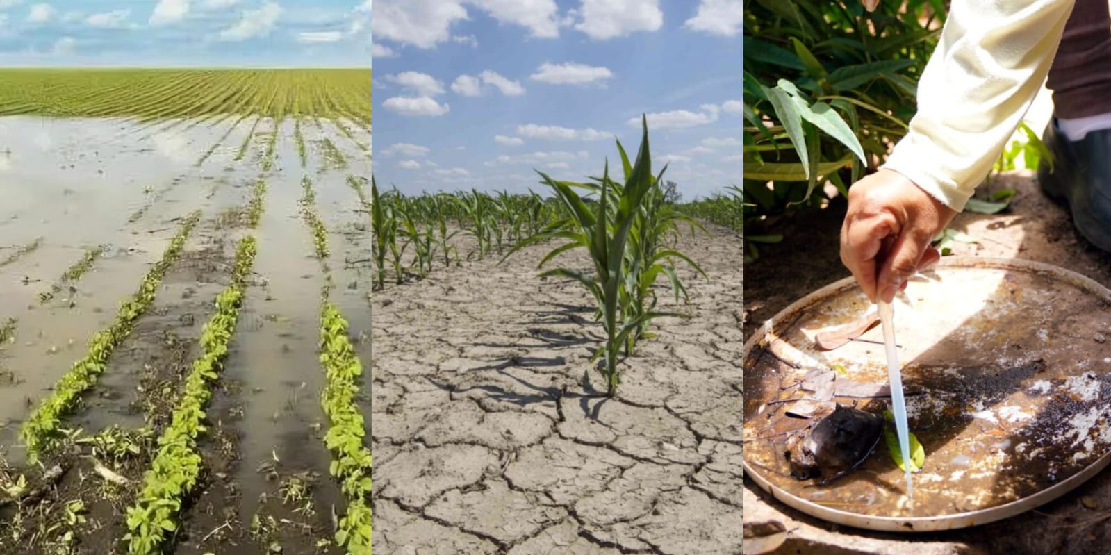 montagem com fotos sobre agricultura, clima e colheitas