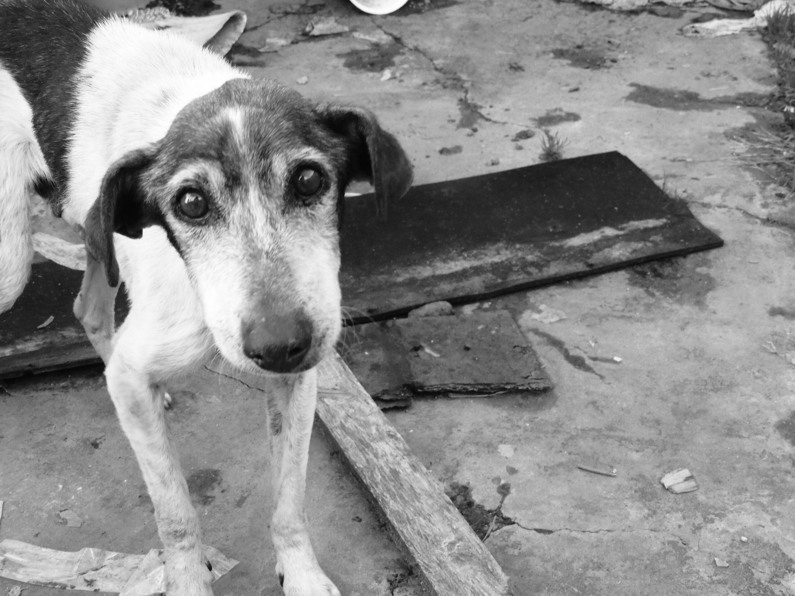 fotografia em preto e branco mostra cachorro de rua abandonado olhando para a câmera