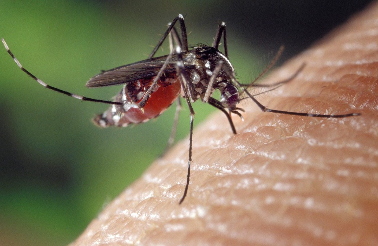 Imagem mostra o mosquito Aedes aegypti.
